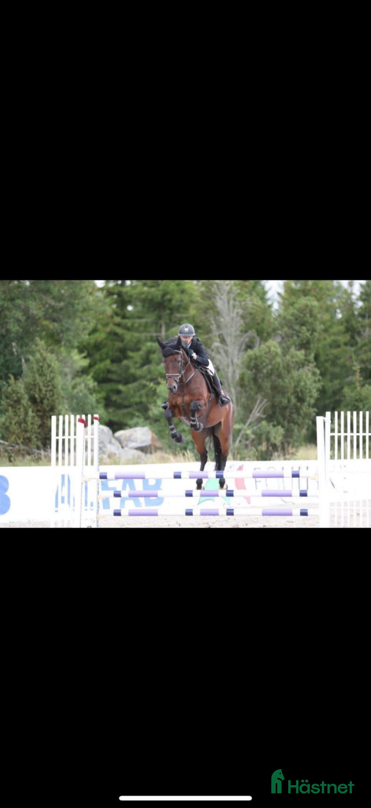  hästar Avelssto till hoppsporten  - Annons 1