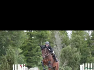 hästar Avelssto till hoppsporten - Annons 1