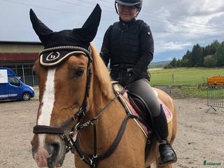 medryttarhäst sökes: Medryttarhäst/ponny sökes i Tidan - Annons 2