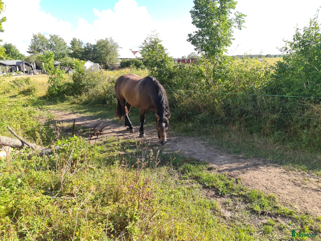 Working Equitation hästar till salu: PRE korsning Framtida bästa vännen. - Annons 9
