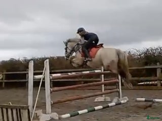 hästar 6yr old 148 gelding i Stockholm - Annons 10