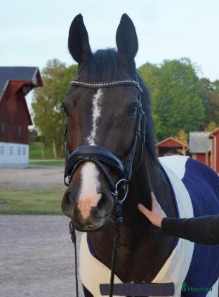  hästar Tillfälle att köpa en riktigt fin häst  - Annons 12