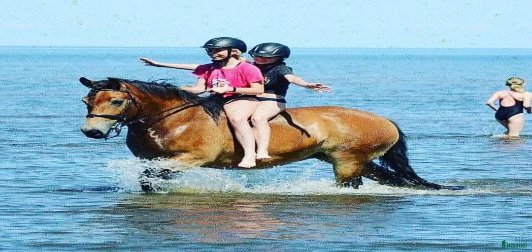 Galleribild {{count}}