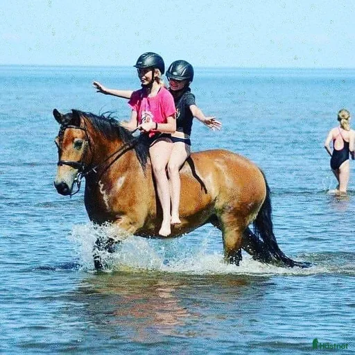 Galleribild {{count}}