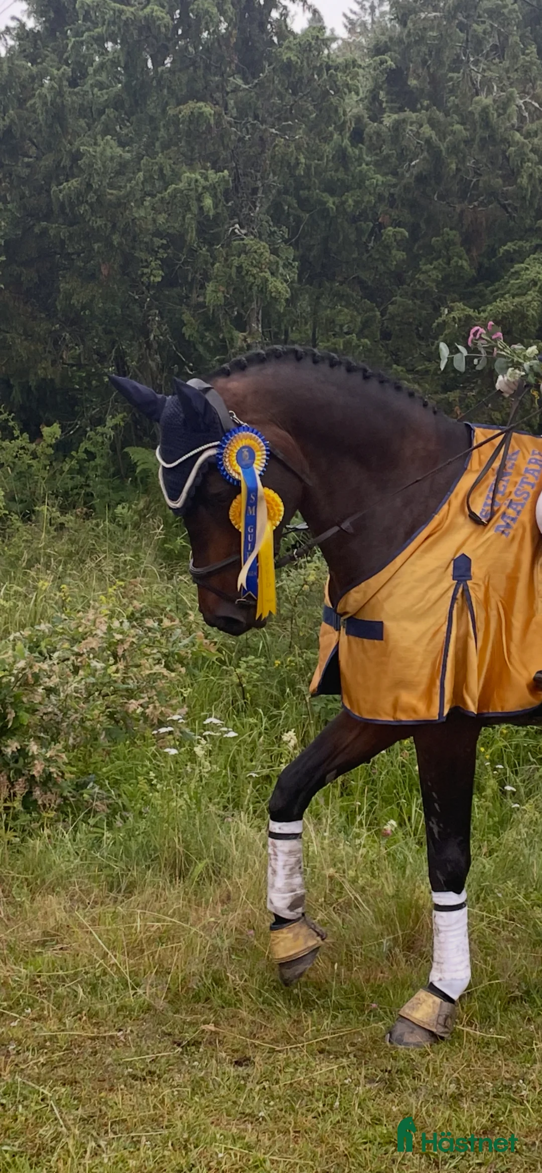 Allround hästar till salu: ﻿Lyxig läromästare med dubbla SM-guld - Annons 1
