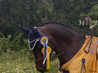 hästar Lyxig läromästare med dubbla SM-guld - Annons 4