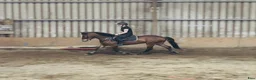 Allround hästar till salu: Connemara gelding 148cm - Annons 12