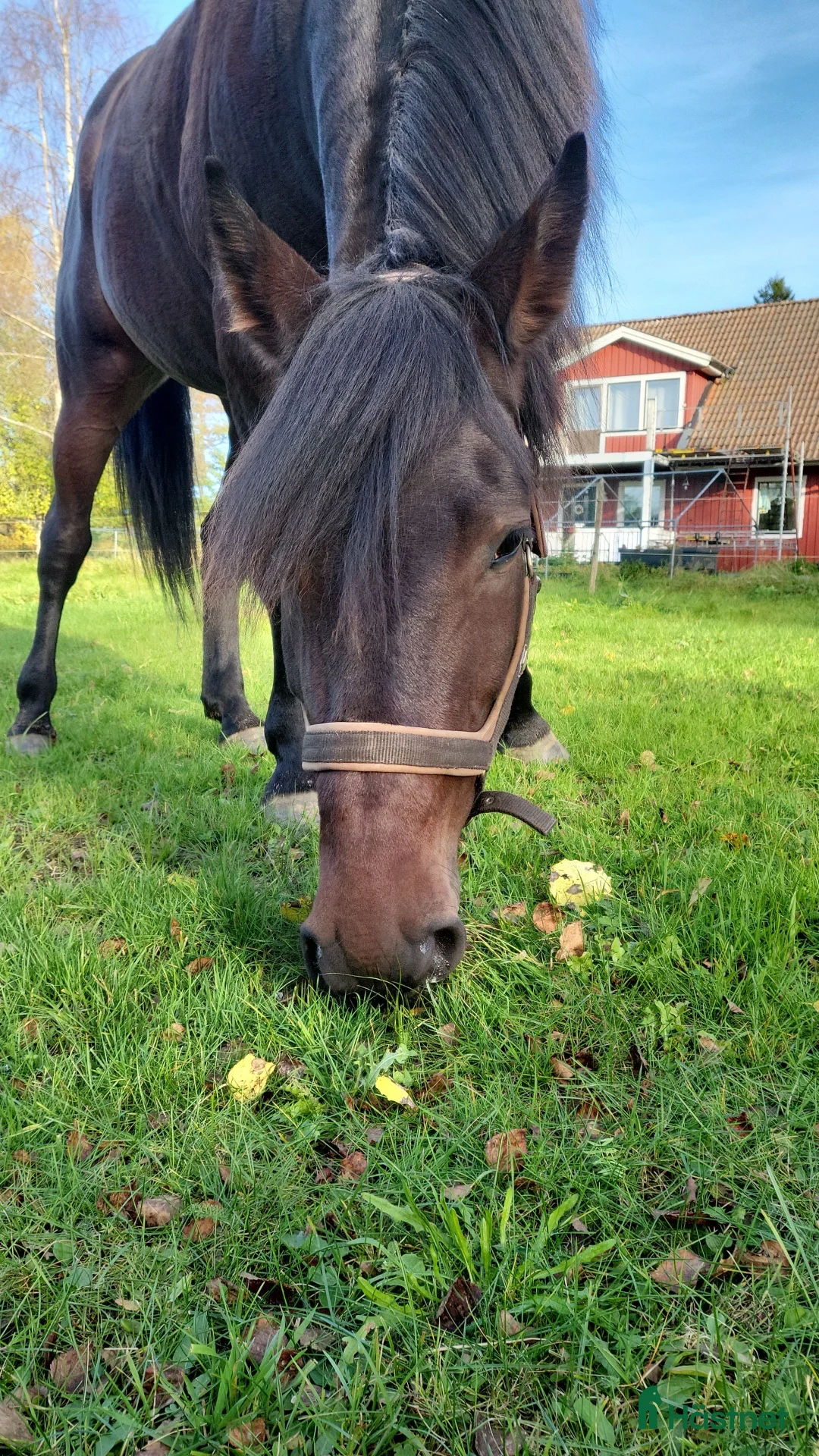 Övrigt hästar till salu: (Reseverad) Dags att sälja våran fina tjej. - Annons 2