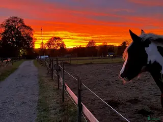 stallplats Lediga stallplatser på mysig gård nära Backamo i Ljungskile - Annons 21