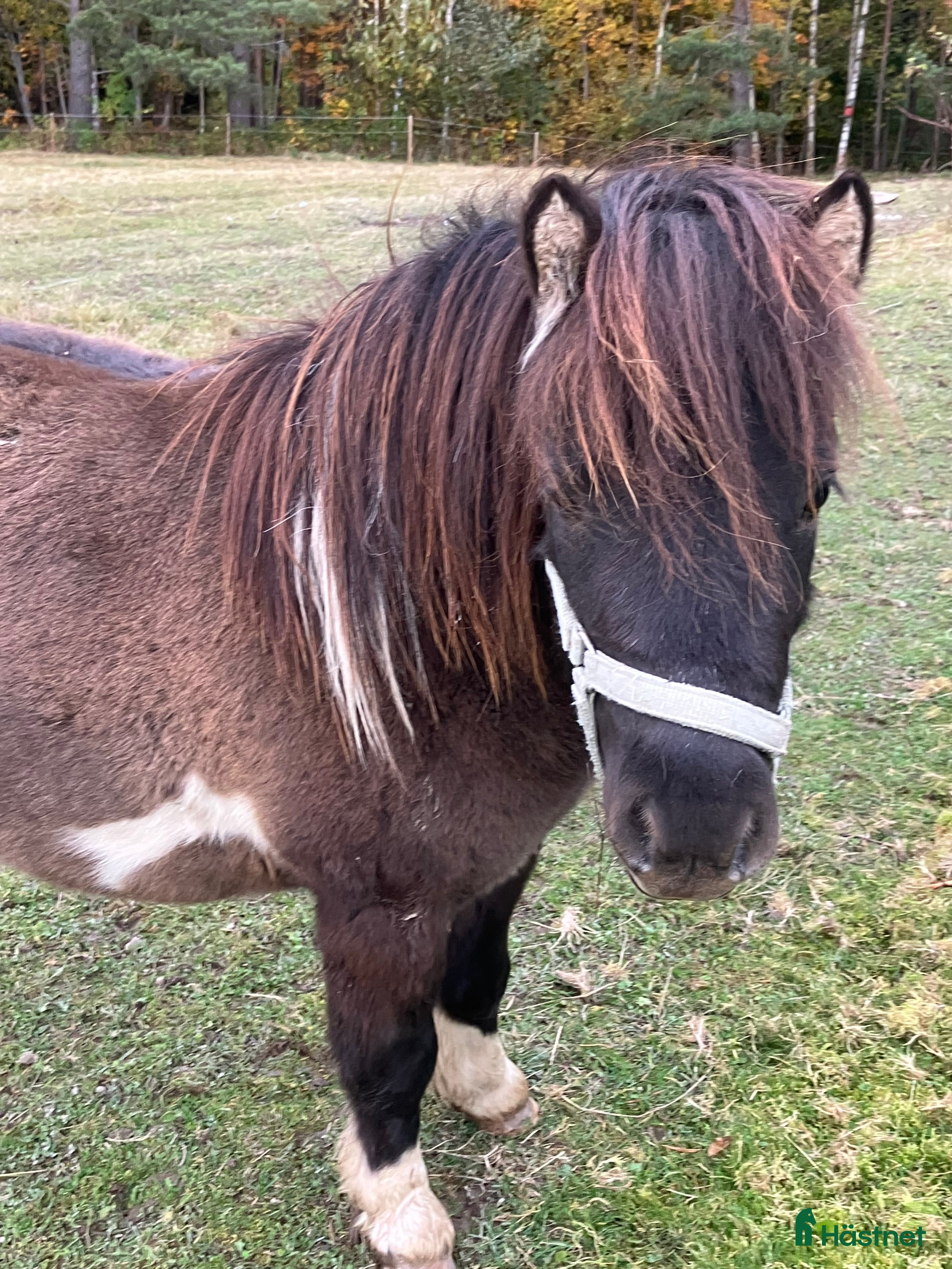  hästar Amerikansk miniatyr häst i Ockelbo - Annons 14