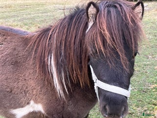 hästar Amerikansk miniatyr häst i Ockelbo - Annons 12