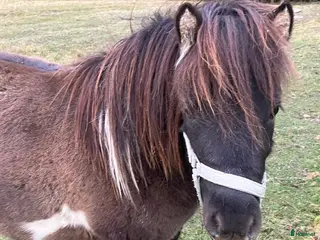 hästar Amerikansk miniatyr häst i Ockelbo - Annons 6