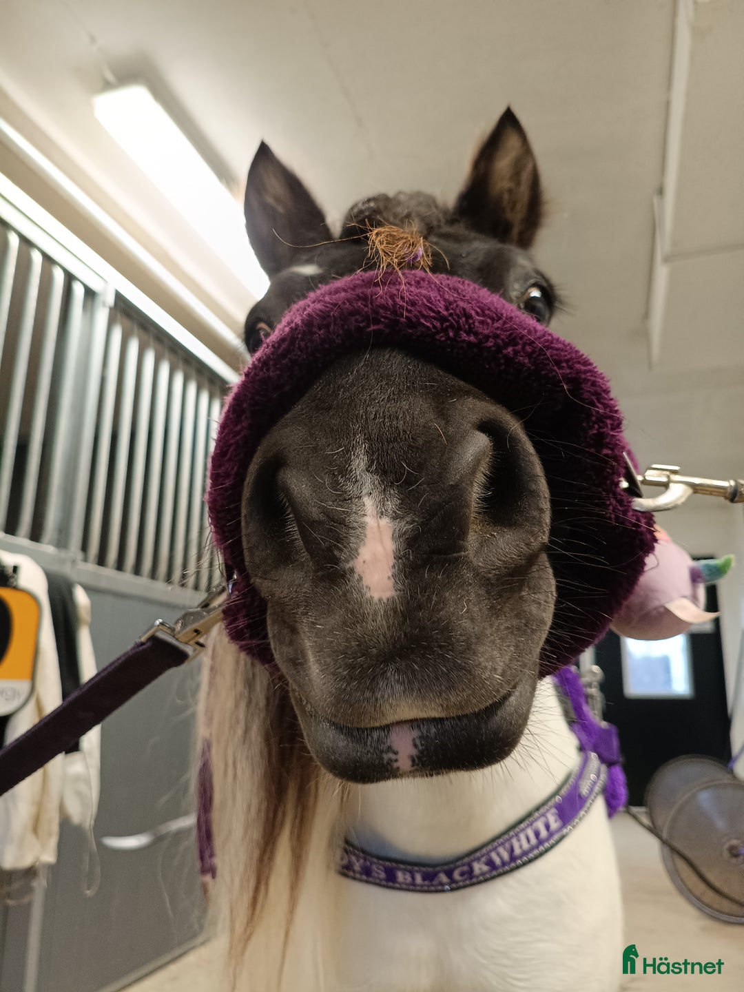 Trav hästar till salu: Fin ponnytravare som syns i mängden  i Falun - Annons 9