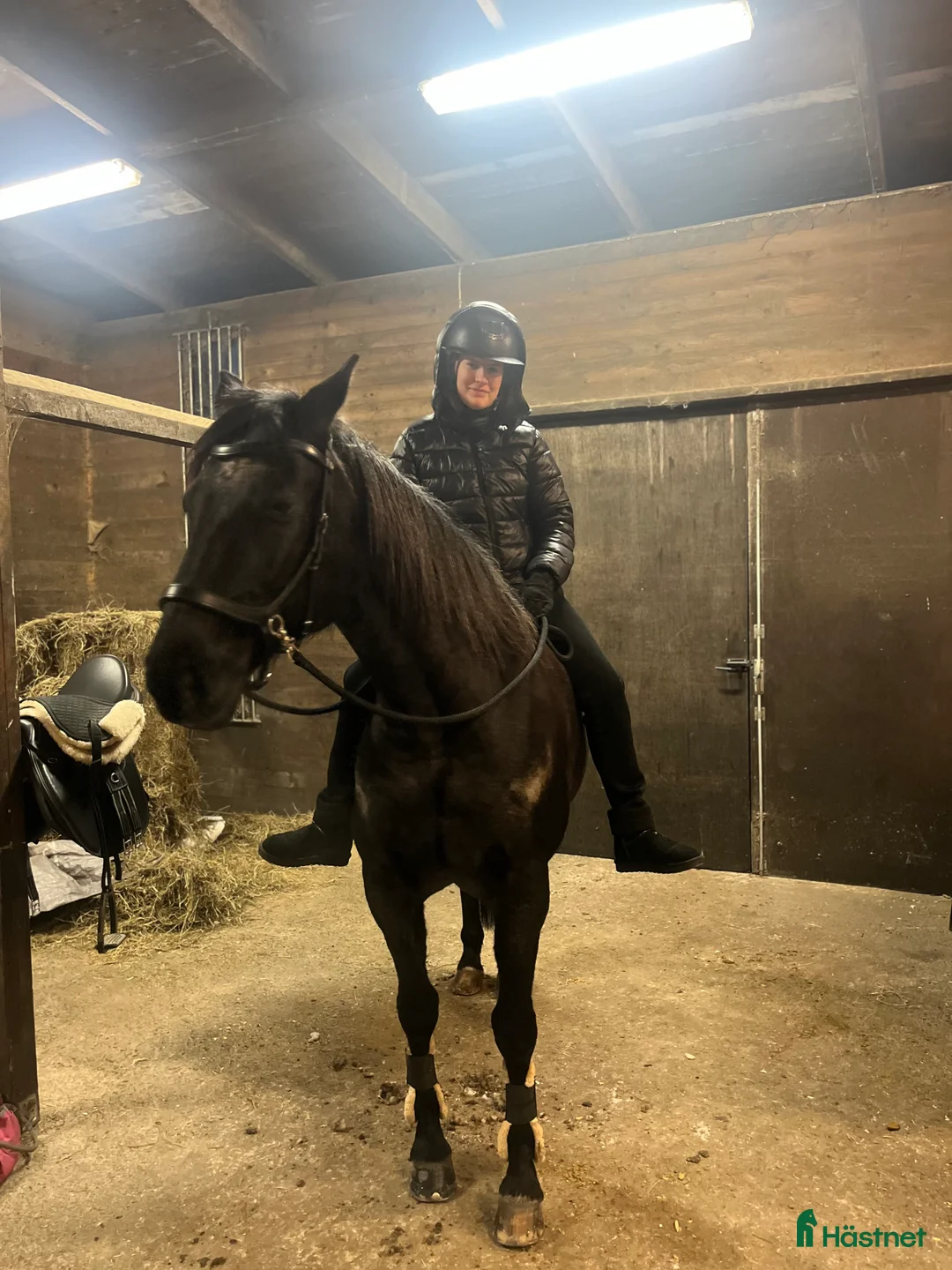 Allround hästar sökes: Söker häst eller ponny för träning/tävling! - Annons 1