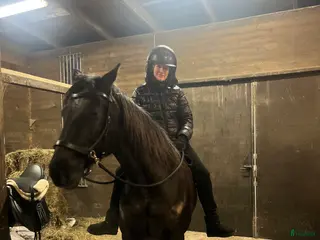 hästar Söker häst eller ponny för träning/tävling! - Annons 18