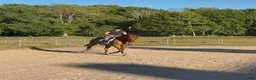 Dressyr hästar till salu: Hobbyhäst med utstrålning  i Götene - Annons 2