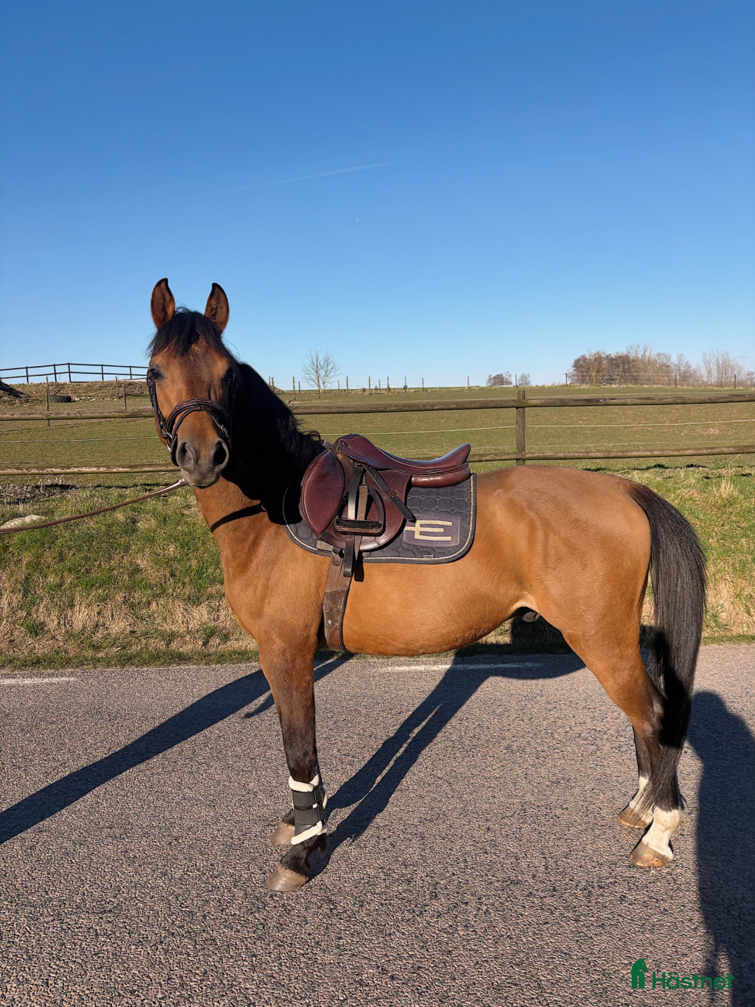  hästar Sportig ponny - Annons 2