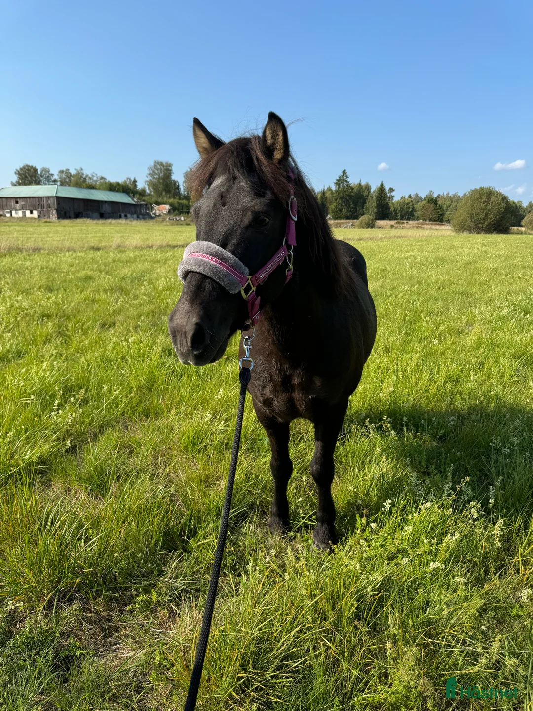 Allround hästar till salu: Fin häst med stor vilja  i Norrtälje - Annons 3