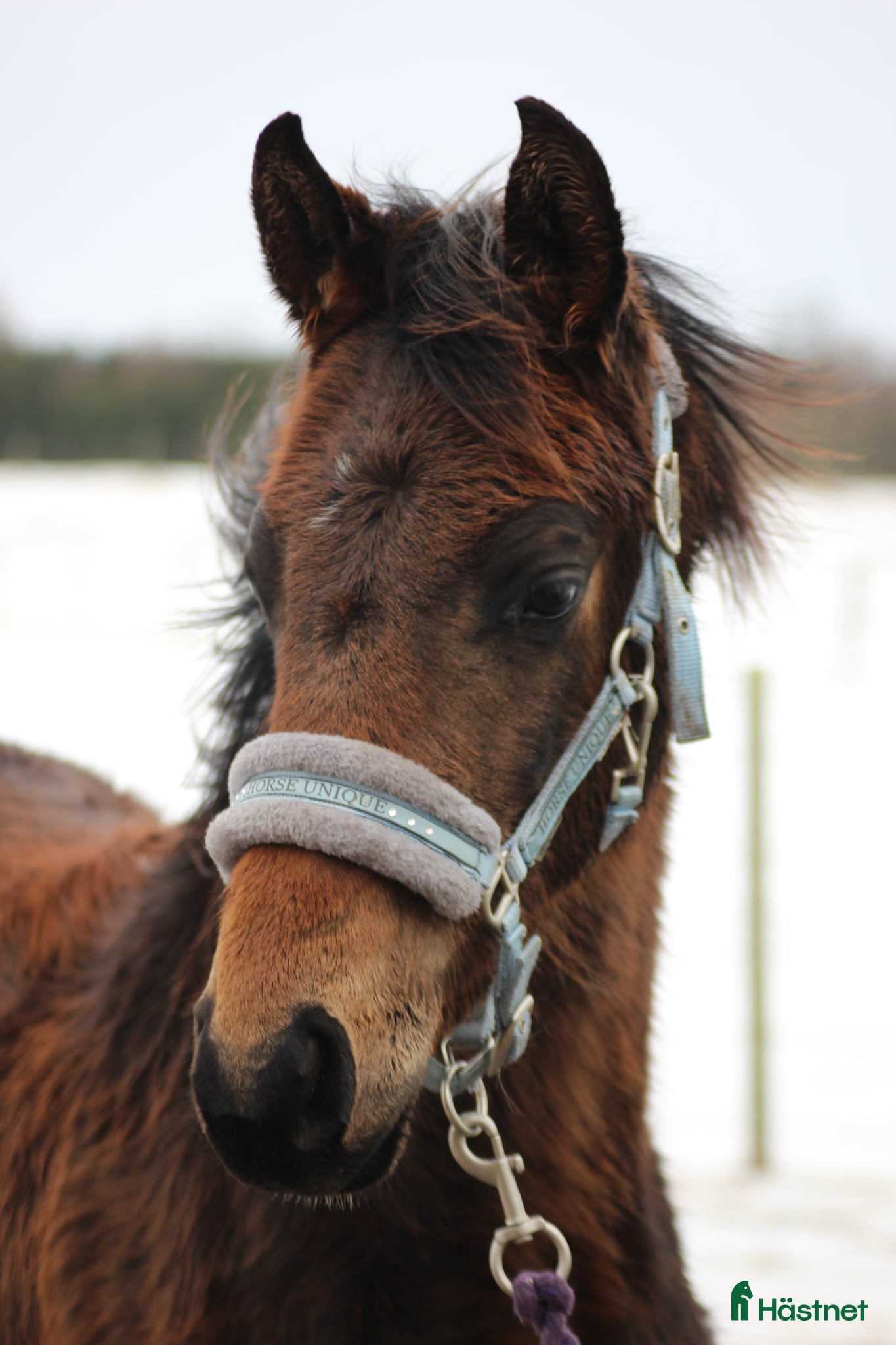  hästar Trevlig hingst - Annons 4