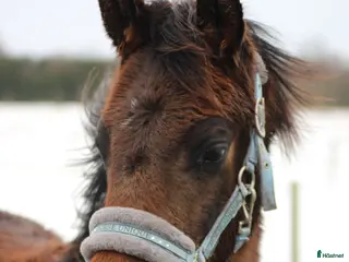 hästar Trevlig hingst - Annons 4