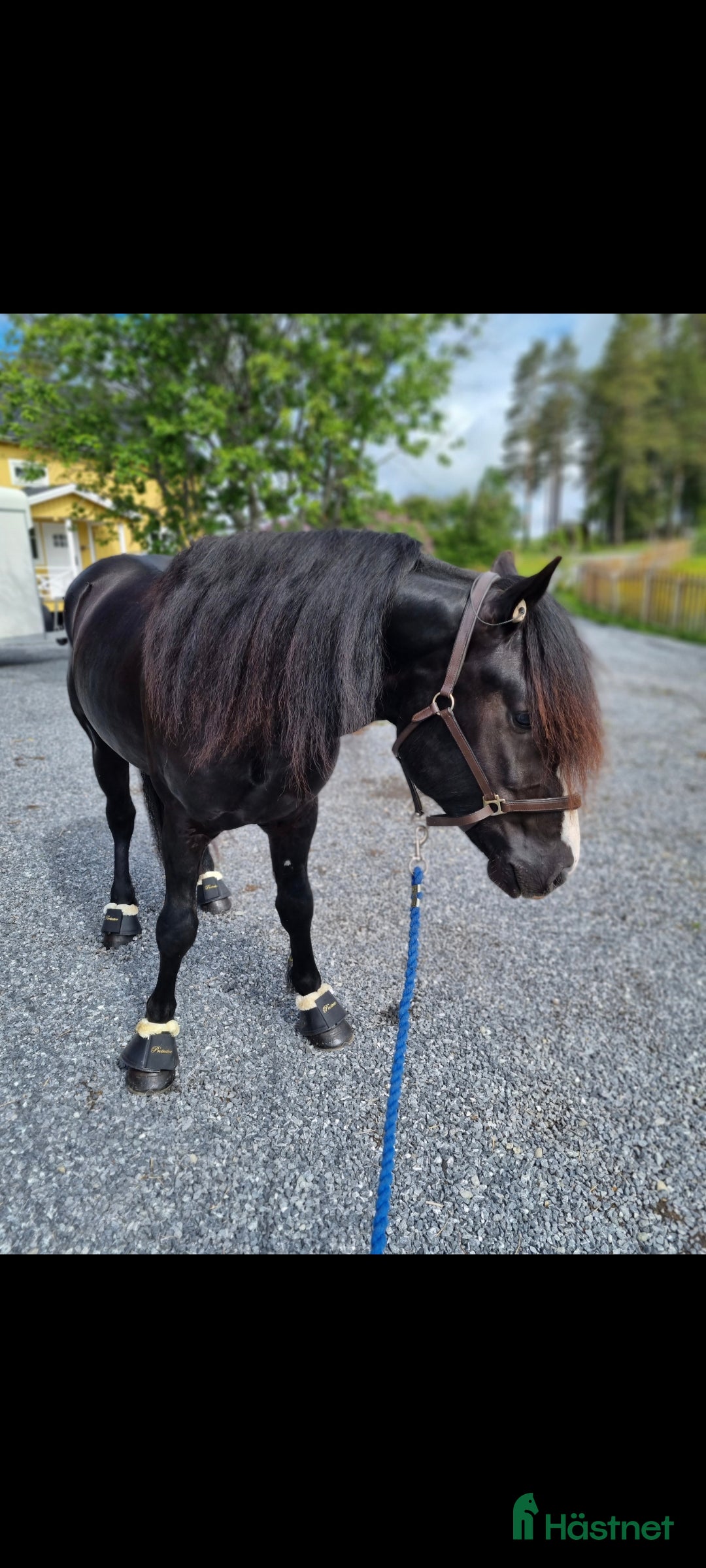 Trav hästar till salu: Snygg och trevlig i Häggenås - Annons 3