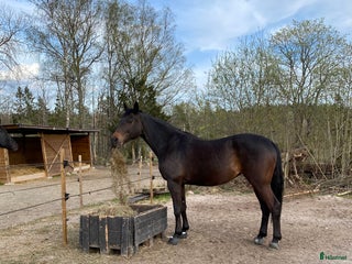 stallplats Konvalescens/Lösdrift/Unghäst samt pensionärshem i Enköping - Annons 1