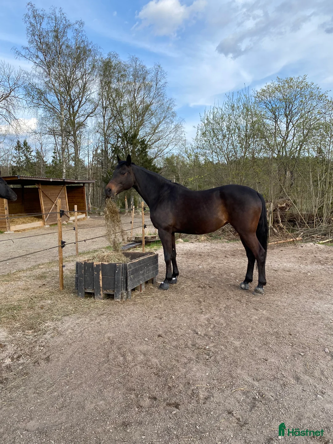  stallplats finnes: Konvalescens/Lösdrift/Unghäst samt pensionärshem i Enköping - Annons 1