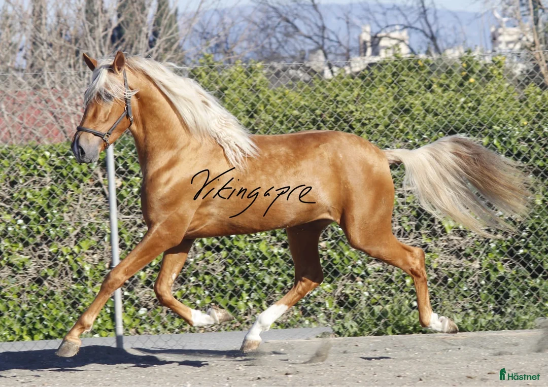 Dressyr hästar till salu: Palomino PRE med super gång!  i Halmstad - Annons 2