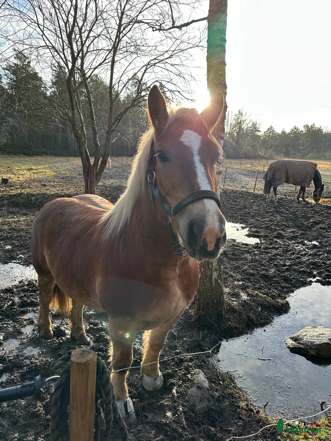 Allround hästar till salu: Världens snällaste häst. i Loftahammar - Annons 2