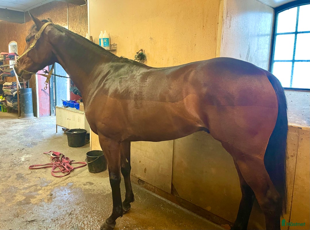 Övrigt hästar till salu: Till Dig med kunskap och tid! i Bälinge - Annons 2