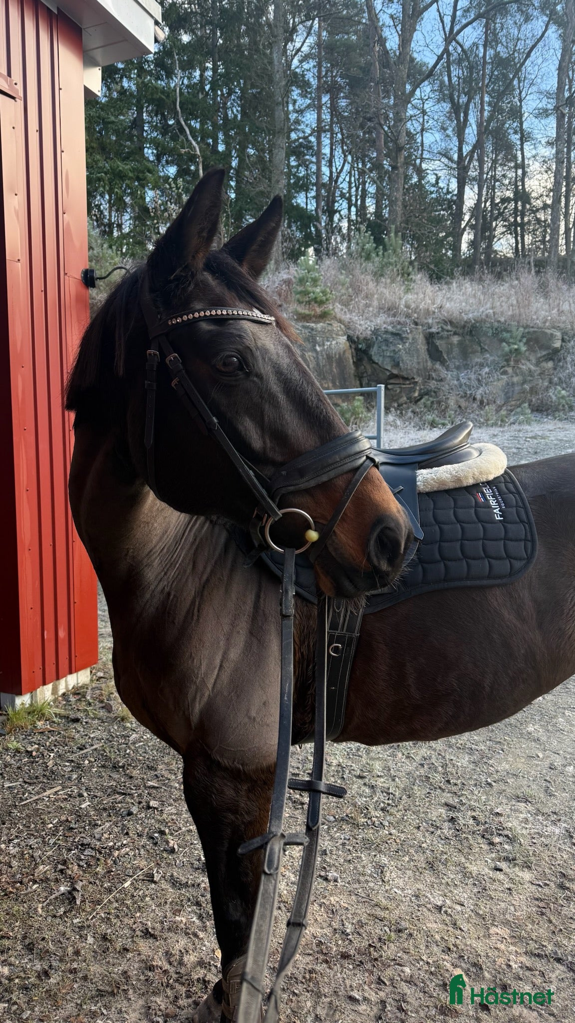  hästar Fint sto söker nytt hem  - Annons 14