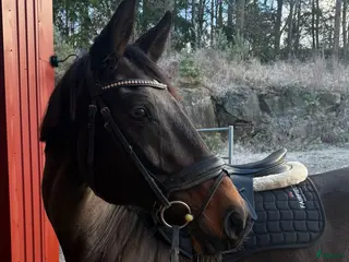 hästar Fint sto söker nytt hem - Annons 3