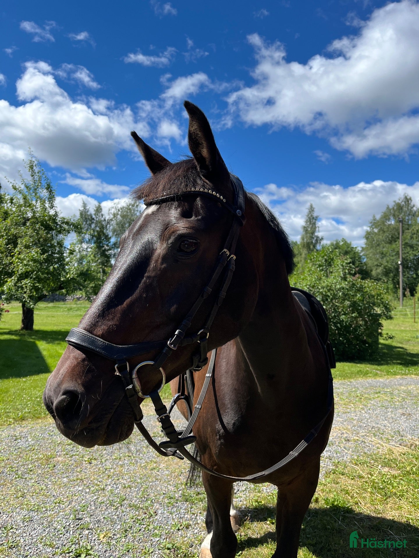  hästar till salu: Trevlig bästavän - Annons 1