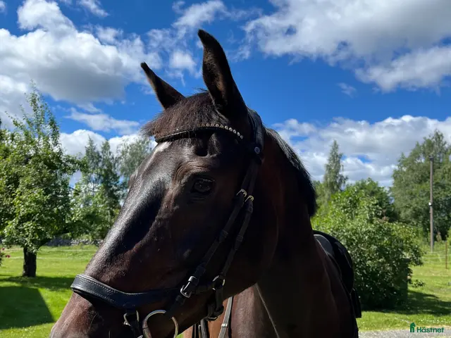 hästar till salu: Trevlig bästavän - Annons 1
