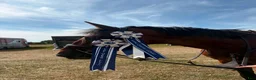 Hoppning hästar till salu: Trevlig val  - Annons 3