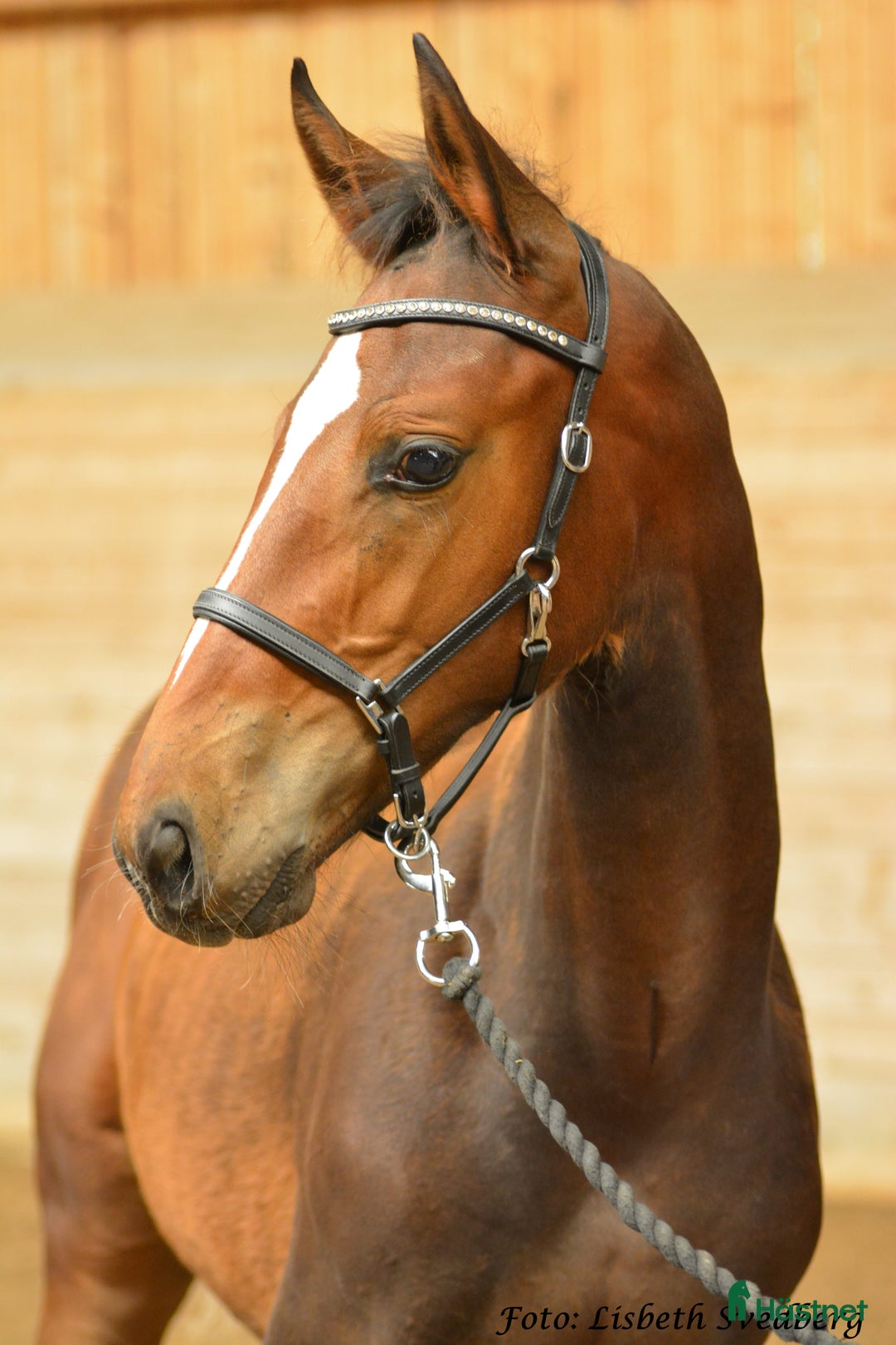 Hoppning hästar till salu: Högst bedömda hoppföl i Örebro  i Glanshammar - Annons 3