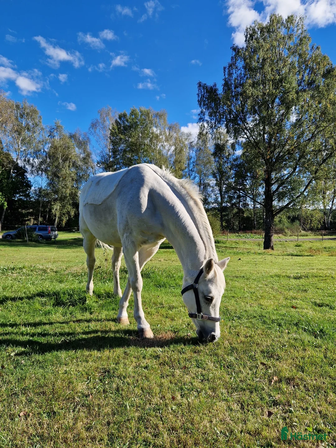  foderhäst finnes: Promenadponny eller sällskapsponny  i Skövde - Annons 2