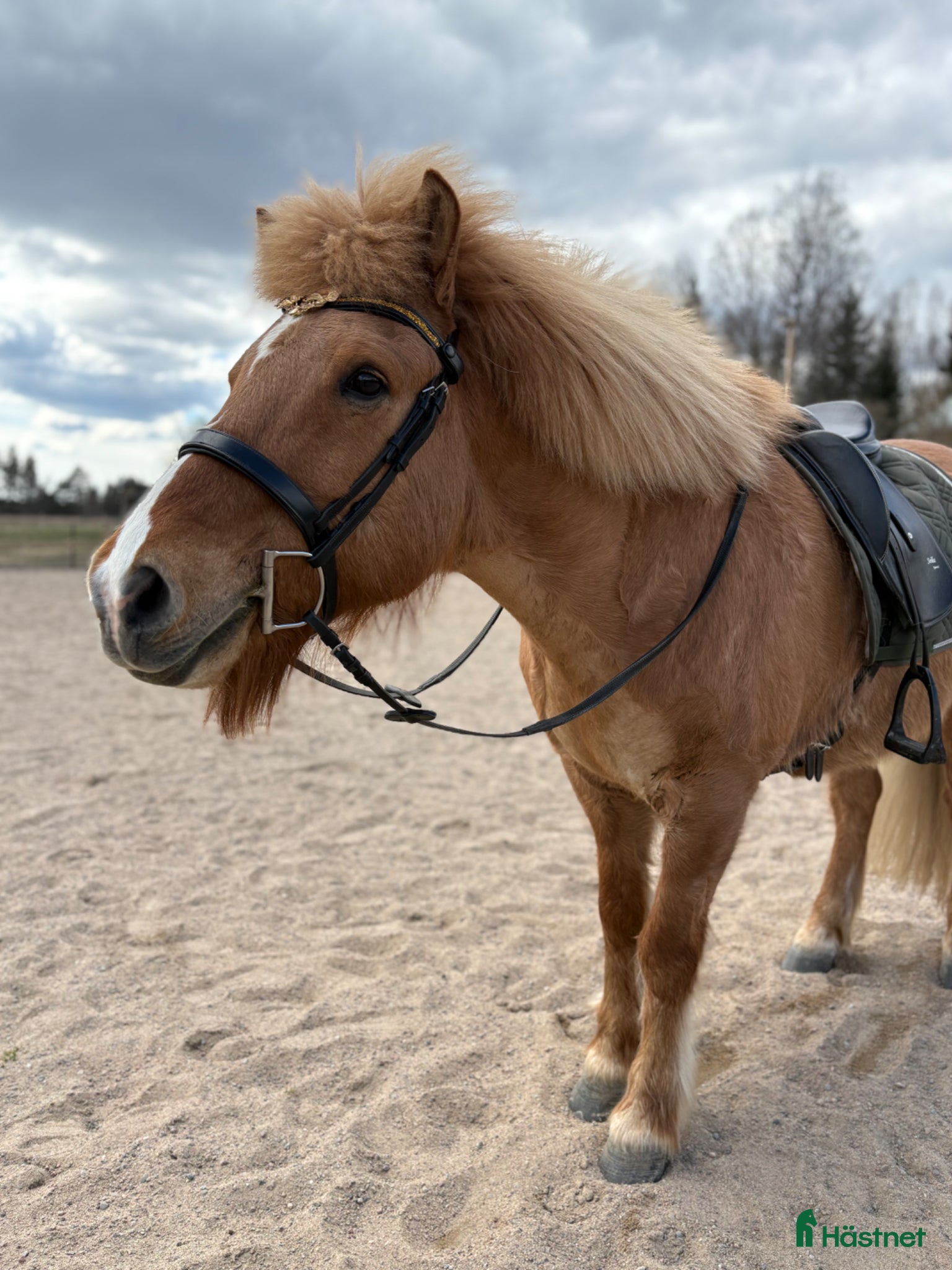  hästar Din nya bästavän - Annons 2