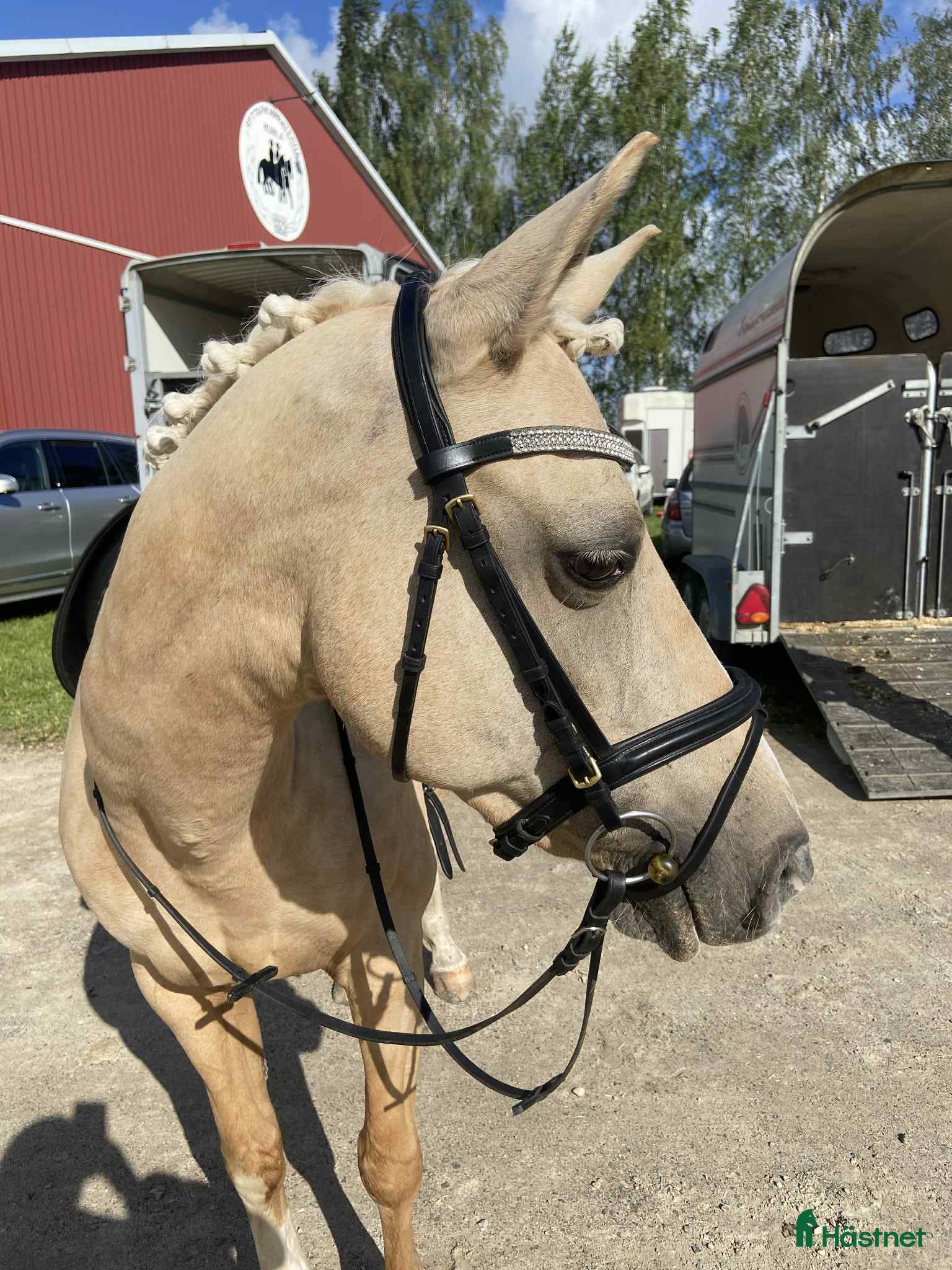  hästar Welsh som syns i mängden  i Tjällmo - Annons 16