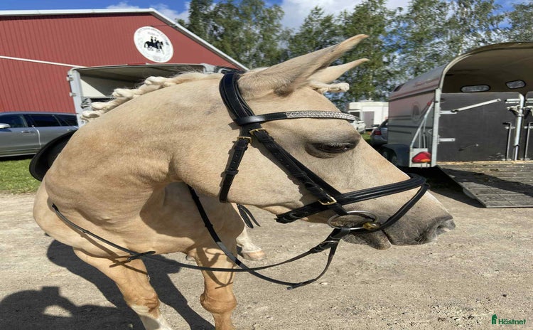  hästar Welsh som syns i mängden  i Tjällmo - Annons 10