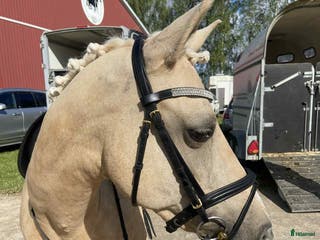 hästar Maxad C med stor utstrålning - Annons 21