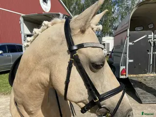 hästar Maxad C med stor utstrålning - Annons 14