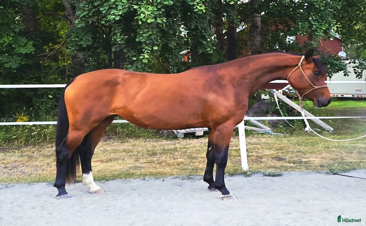  hästar i Norrfjärden - Annons 14