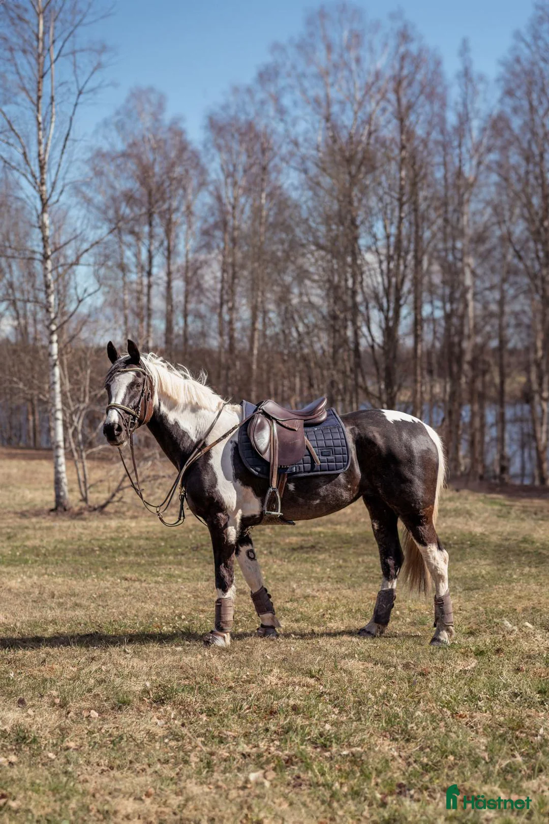 Allround hästar till salu: Världens snällaste Happy!  - Annons 1