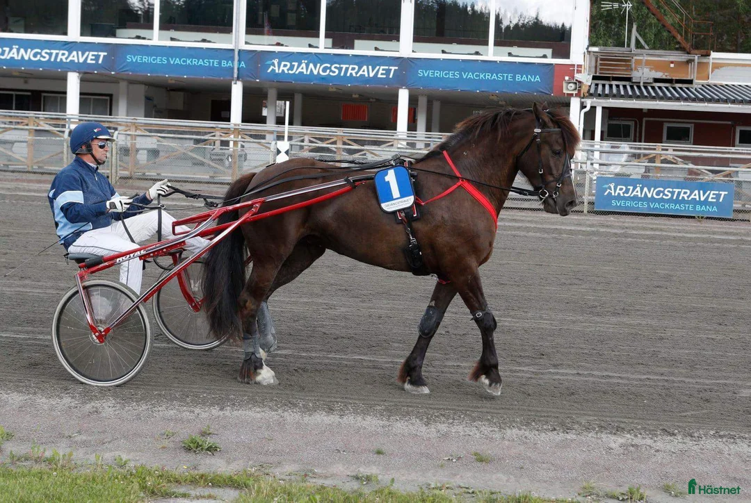 Allround hästar till salu: Lella söker nya äventyr som skogsmulle//Avel  i Säffle - Annons 6