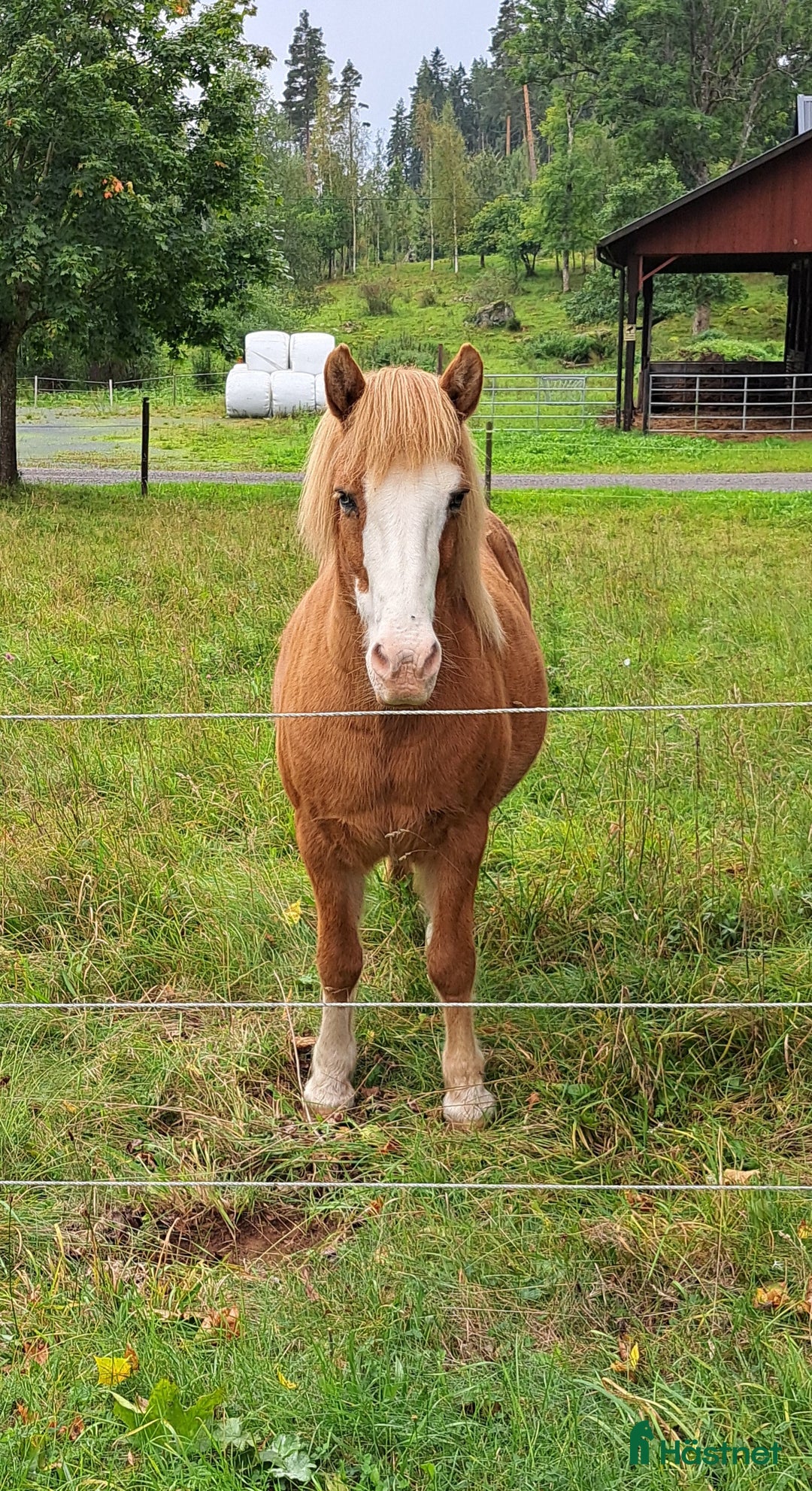 Island hästar till salu: Skogsmulle Tyr och framtidsämne Teitur. i Åseda - Annons 2