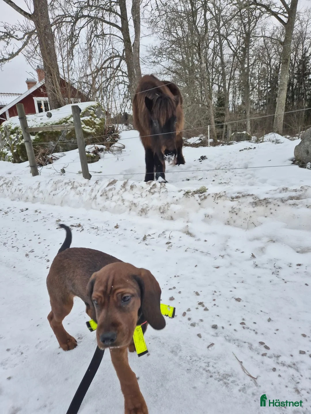  foderhäst finnes: Fordervärdar/medryttare sökes i Almunge - Annons 6