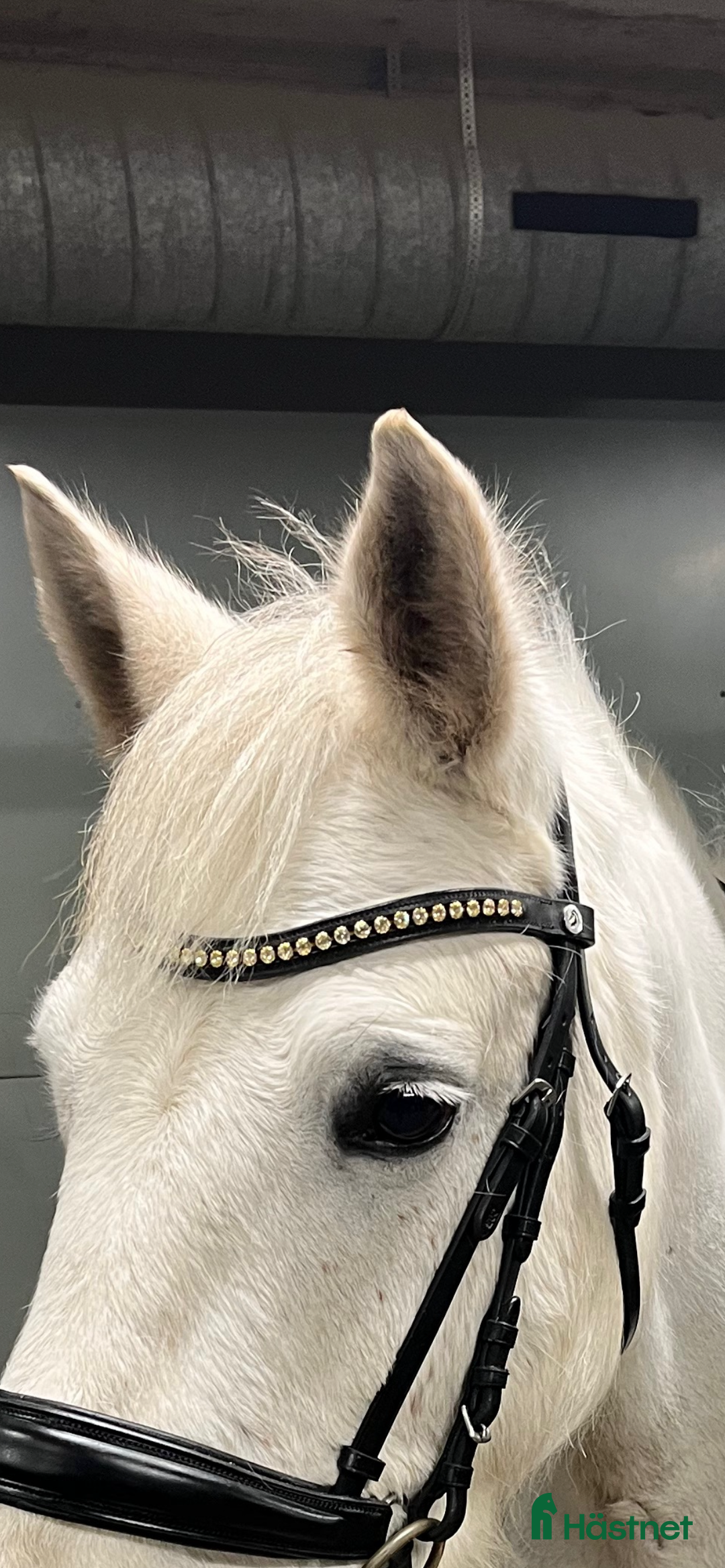 Träns hästutrustning till salu: Fairfield pannband  i Lidköping - Annons 3