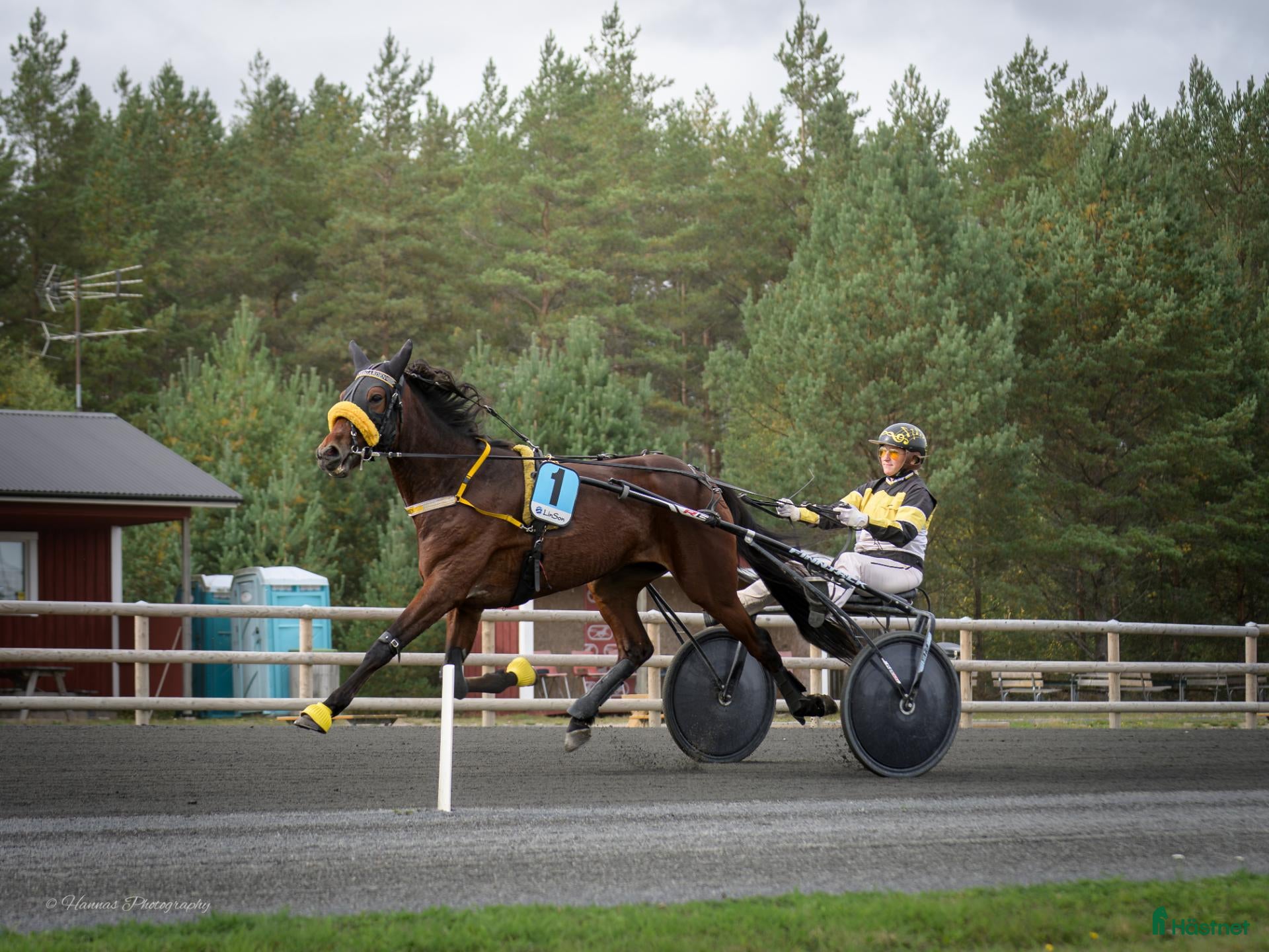  hästar Nykvalad starthäst. - Annons 2