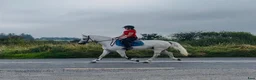 Allround hästar till salu: Gorgeous Connemara gelding - Annons 7